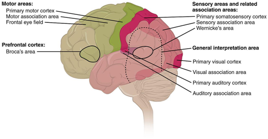 Brain Tumour Trials get an Adaptive Approach